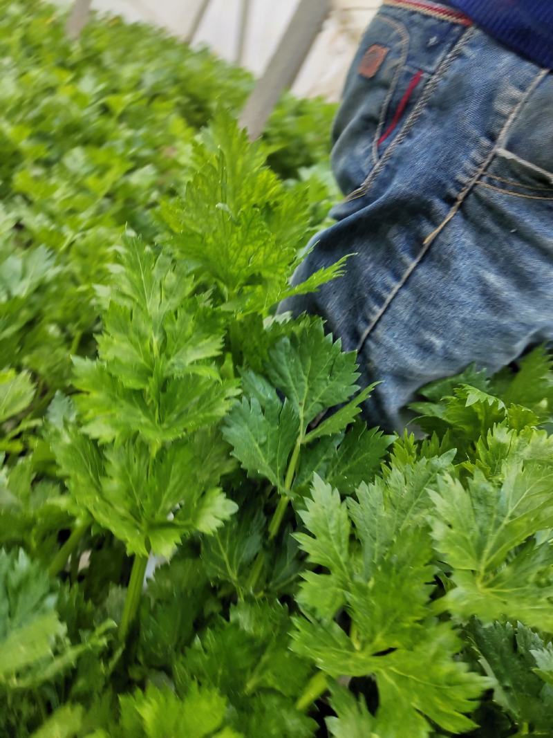 芹菜出售，高度60-65粗度中等欲