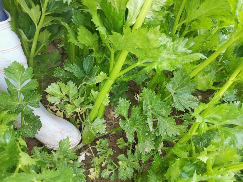 芹菜出售，高度60-65粗度中等欲