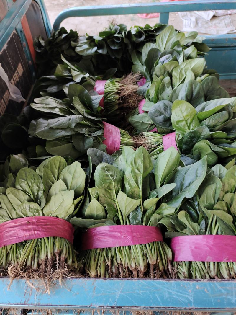 精品大叶菠菜大量供应中，货源充足价格合理，杜绝胡乱收费，