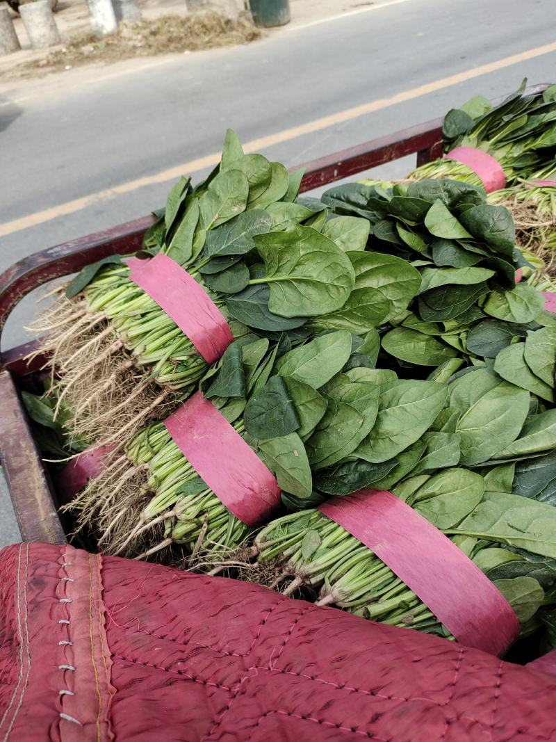 精品大叶菠菜大量供应中，货源充足价格合理，杜绝胡乱收费，