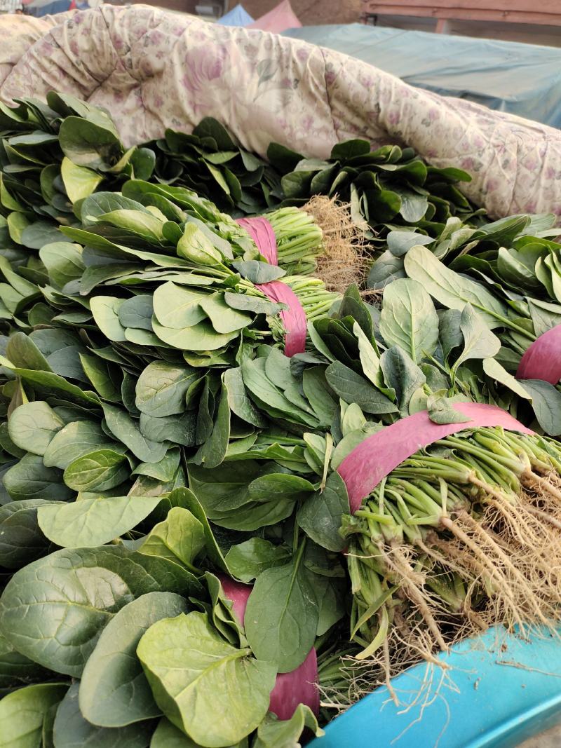 精品大叶菠菜大量供应中，货源充足价格合理，杜绝胡乱收费，