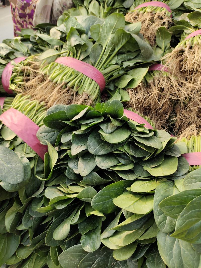 精品大叶菠菜大量供应中，货源充足价格合理，杜绝胡乱收费，
