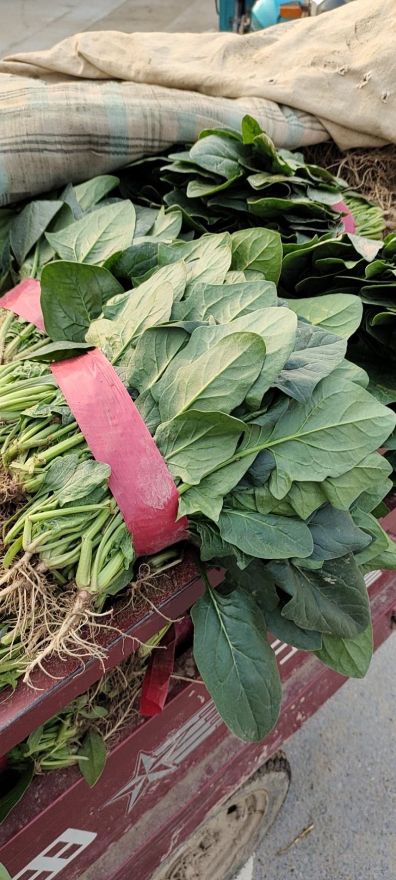 精品大叶菠菜大量供应中，货源充足价格合理，杜绝胡乱收费，