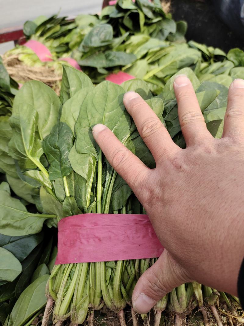 精品大叶菠菜大量供应中，货源充足价格合理，杜绝胡乱收费，