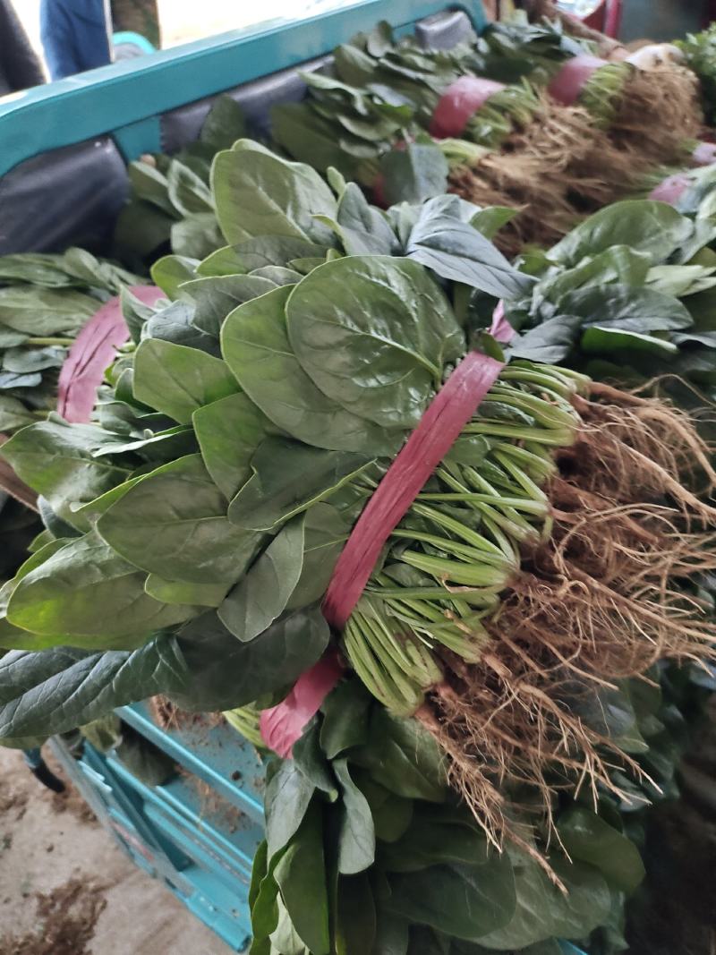 精品大叶菠菜大量供应中，货源充足价格合理，杜绝胡乱收费，