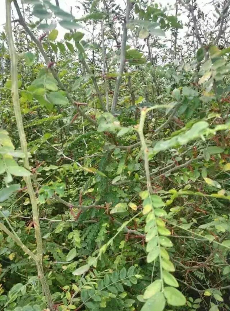 皂角苗，大刺皂角苗，一年生二年生，量大50万株