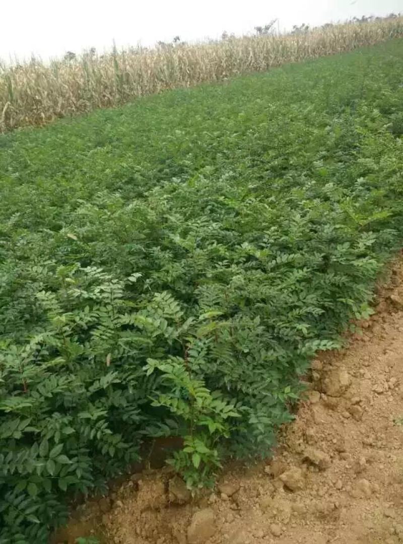 皂角苗，大刺皂角苗，一年生二年生，量大50万株