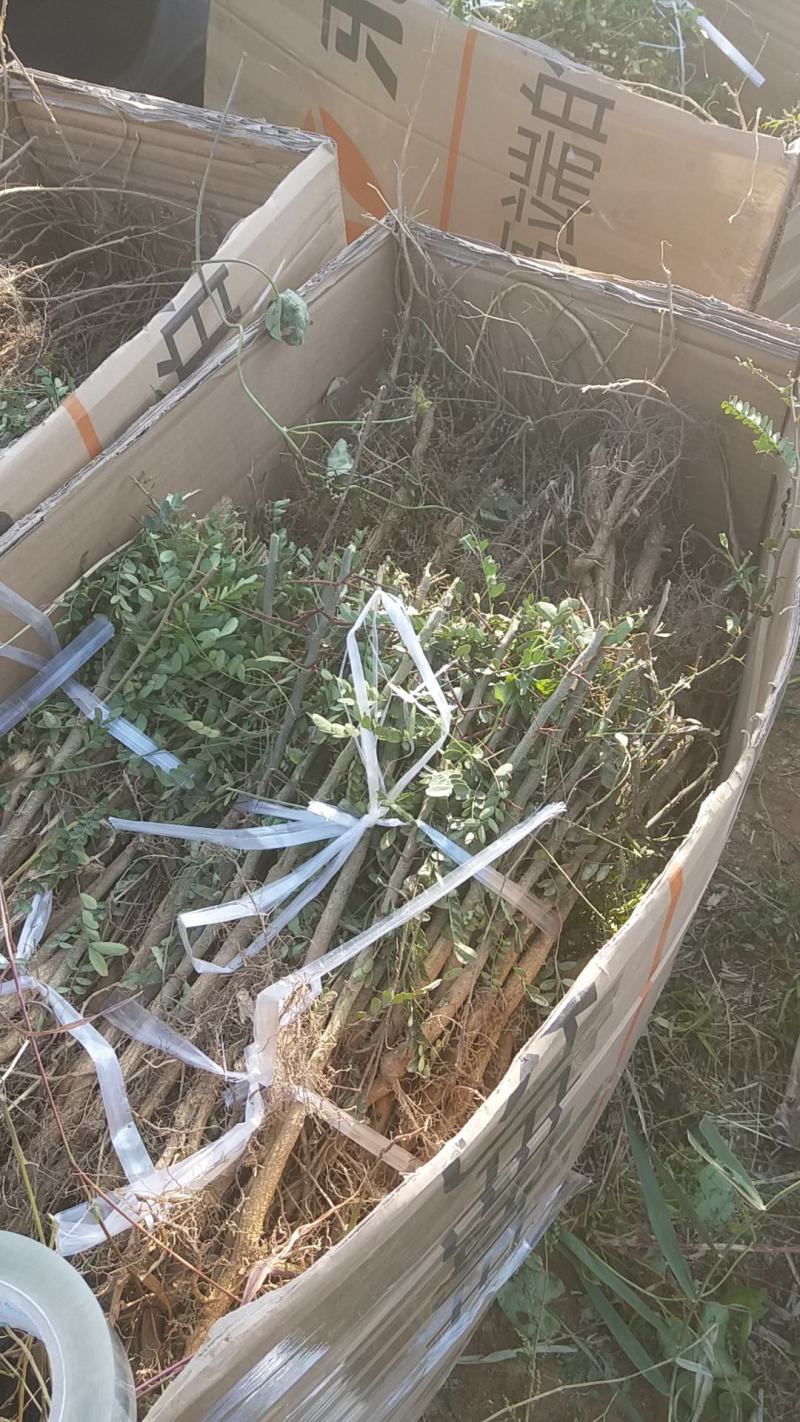皂角苗，大刺皂角苗，一年生二年生，量大50万株