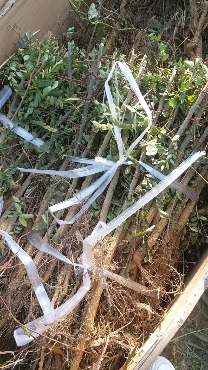 皂角苗，大刺皂角苗，一年生二年生，量大50万株