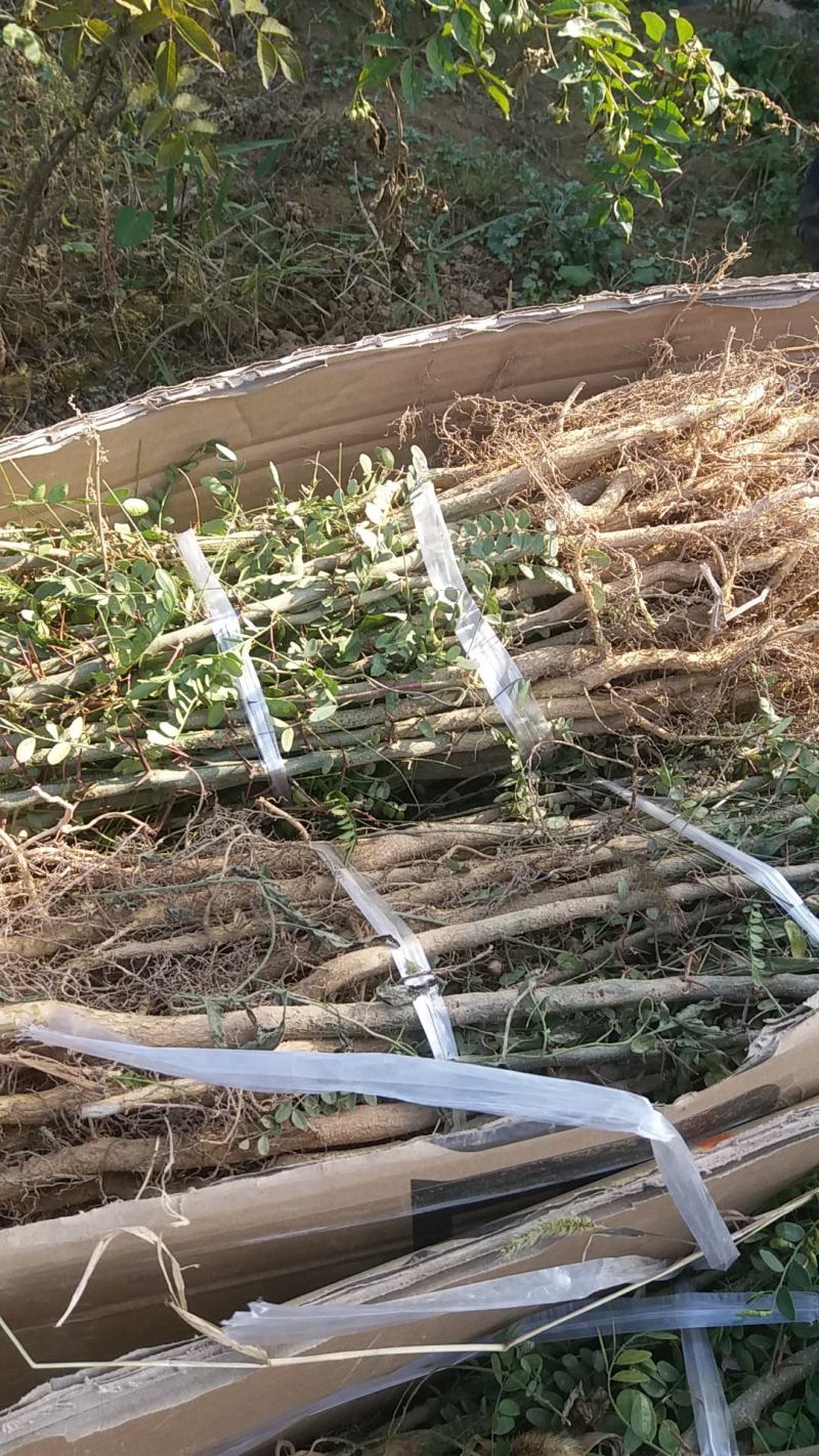 皂角苗，大刺皂角苗，一年生二年生，量大50万株