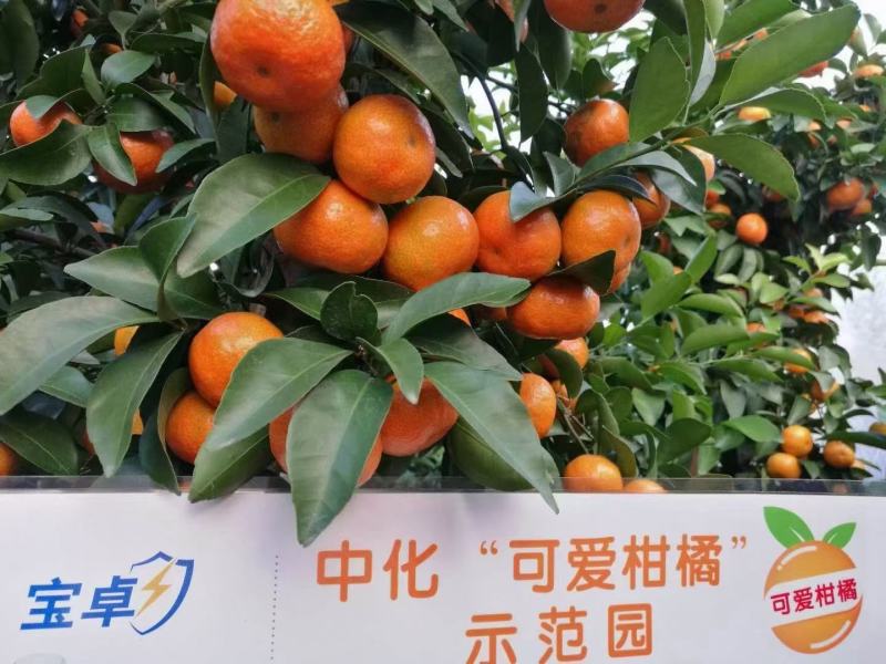 乙唑螨腈30%中化布加迪宝卓全新升级全新包装