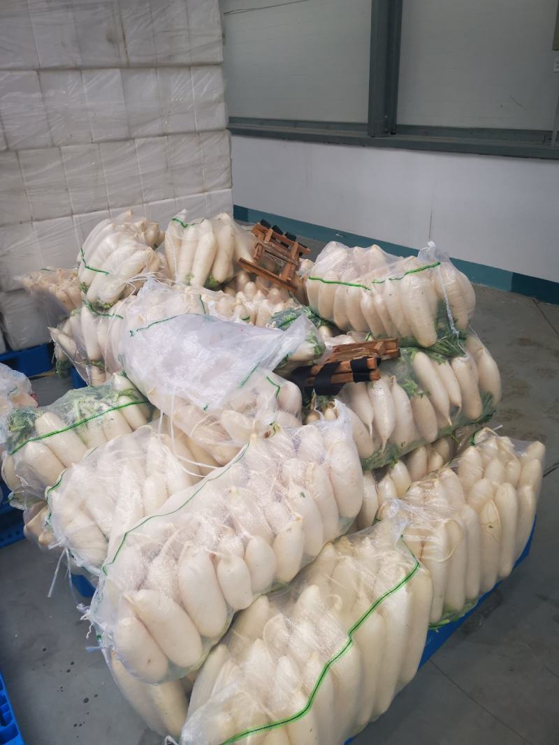 陕西汉白玉白萝卜电商直供300亩