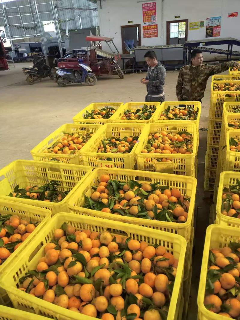 崇左砂糖橘大量上市，每天两个挂车越南果欢迎实力老板合作！