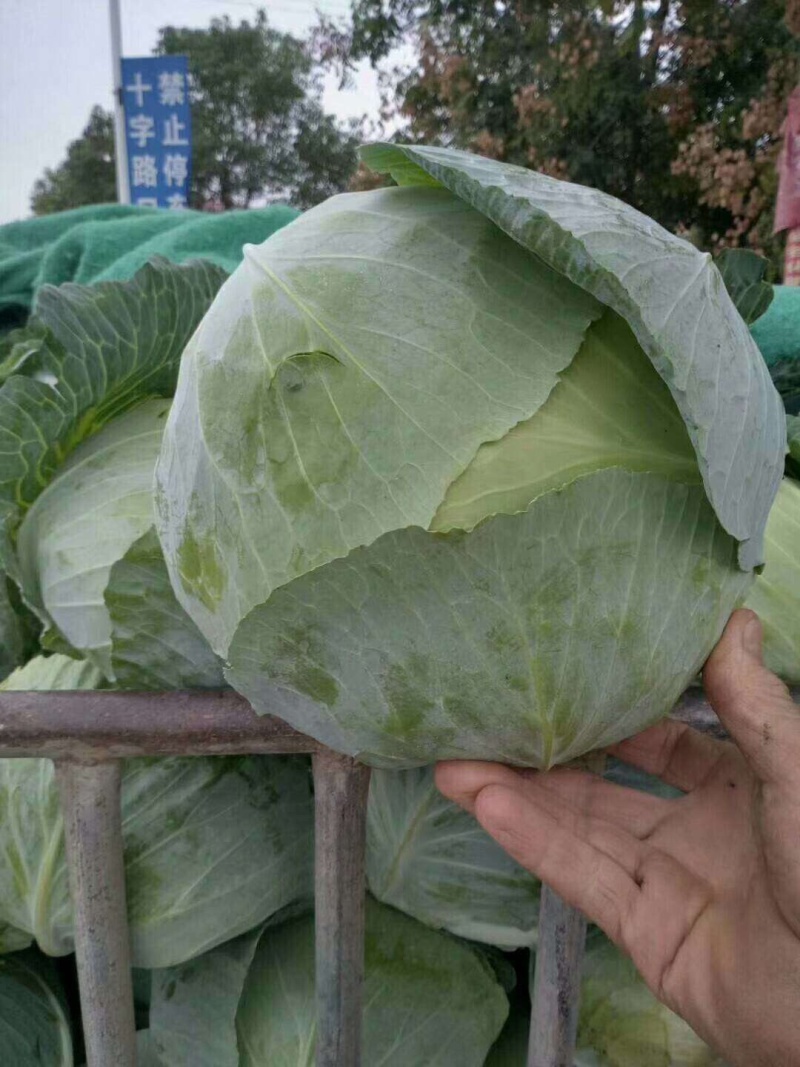 扁包菜通货1~2公斤
