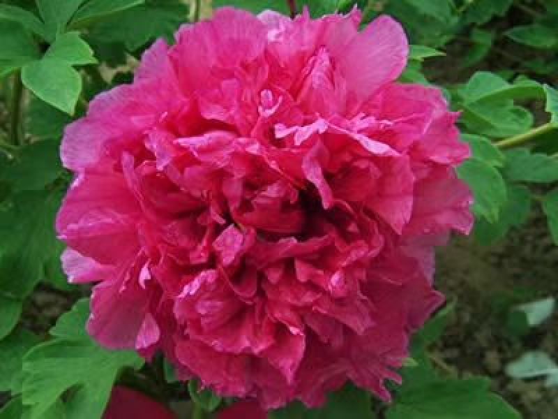 基地直销牡丹苗，芍药苗，牡丹园建设规划设计