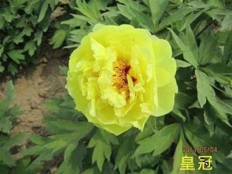基地直销牡丹苗，芍药苗，牡丹园建设规划设计