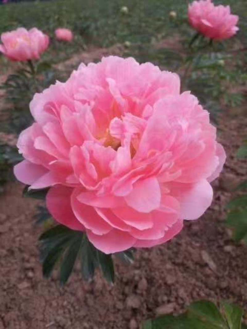 基地直销牡丹苗，芍药苗，牡丹园建设规划设计