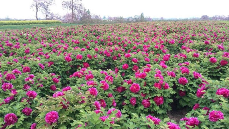 基地直销牡丹苗，芍药苗，牡丹园建设规划设计