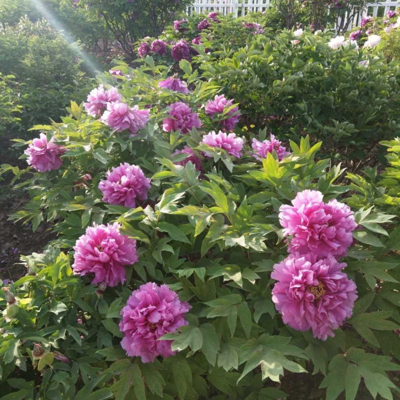 基地直销牡丹苗，芍药苗，牡丹园建设规划设计
