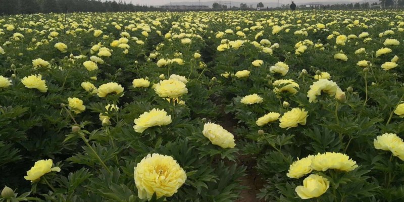 基地直销牡丹苗，芍药苗，牡丹园建设规划设计