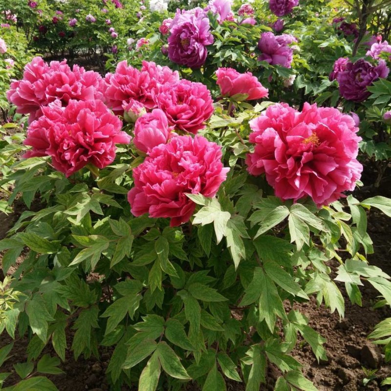 基地直销牡丹苗，芍药苗，牡丹园建设规划设计