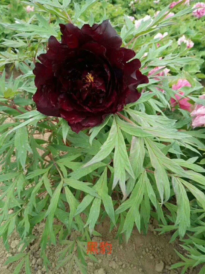 基地直销牡丹苗，芍药苗，牡丹园建设规划设计