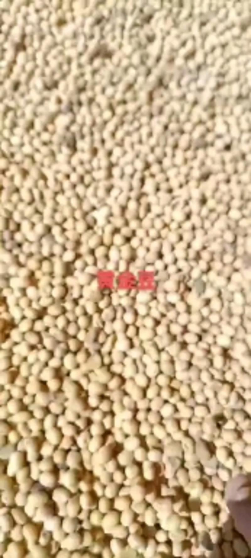 黄豆安徽本地大豆适合各种豆制品加工