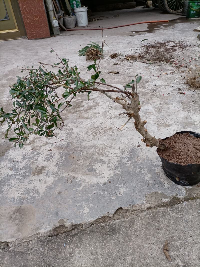 火棘盆景绿植火棘下山桩救军粮火棘精品盆景栽培