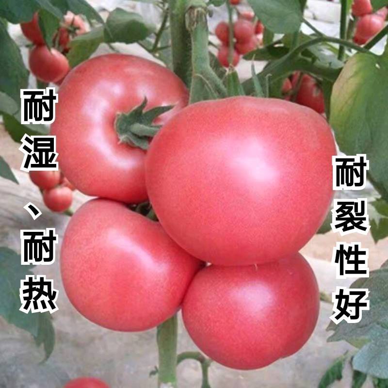 迪欧新贵族露地番茄种籽欧兰德进口西红柿种子