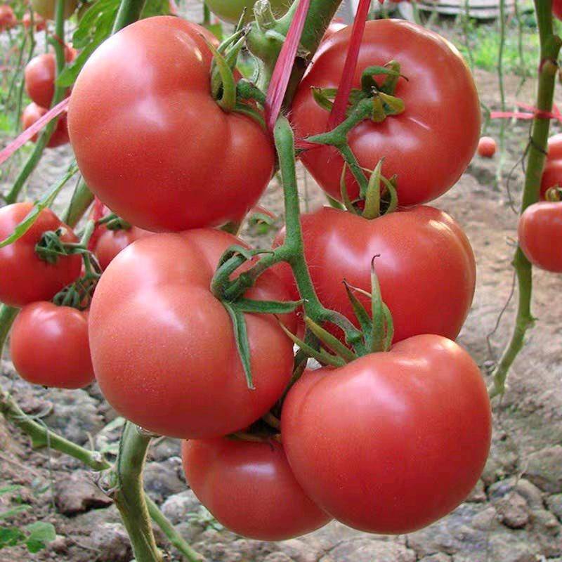 迪欧新贵族露地番茄种籽欧兰德进口西红柿种子