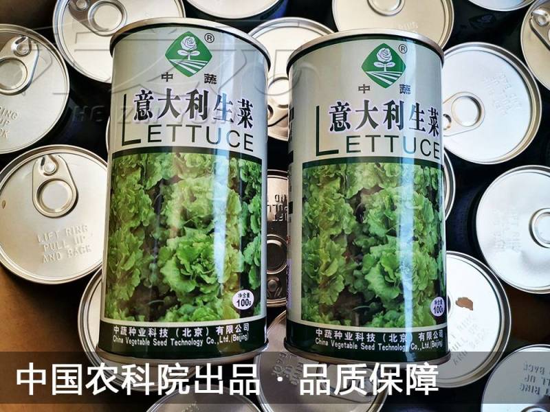 意大利生菜种子农科院育种反季节夏播耐热耐寒耐抽苔抗高温