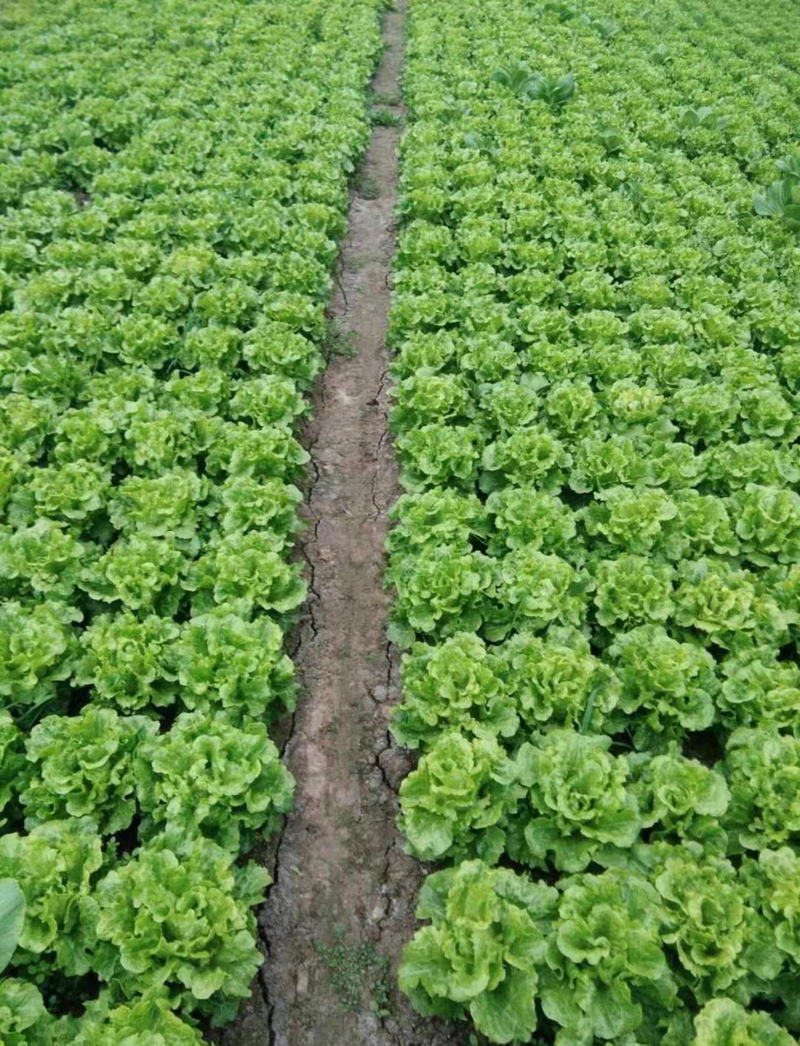 意大利生菜种子农科院育种反季节夏播耐热耐寒耐抽苔抗高温
