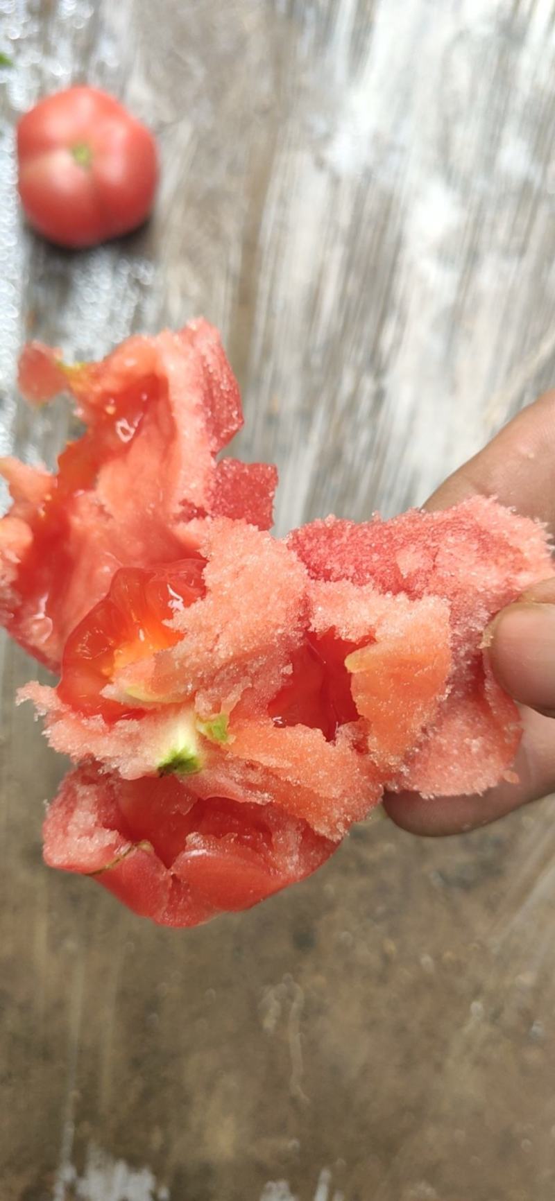 西红柿暖棚西红柿大量有货质量保证欢迎新老客户前来