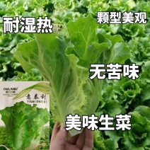 意大利生菜种子蔬菜种孑种籽半结球耐寒耐抽苔四季生菜种子