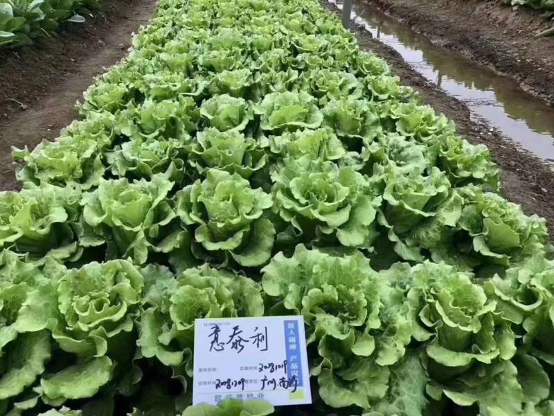 意大利生菜种子蔬菜种孑种籽半结球耐寒耐抽苔四季生菜种子