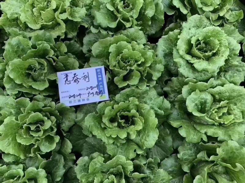 意大利生菜种子蔬菜种孑种籽半结球耐寒耐抽苔四季生菜种子