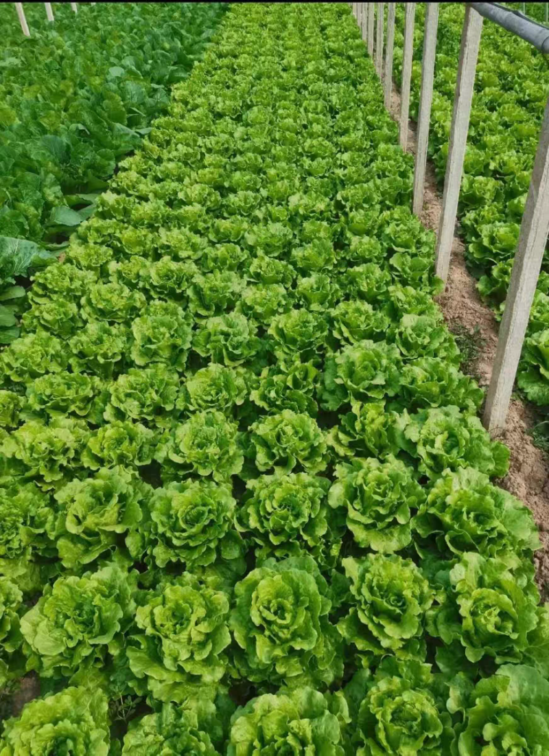意大利生菜种子蔬菜种孑种籽半结球耐寒耐抽苔四季生菜种子