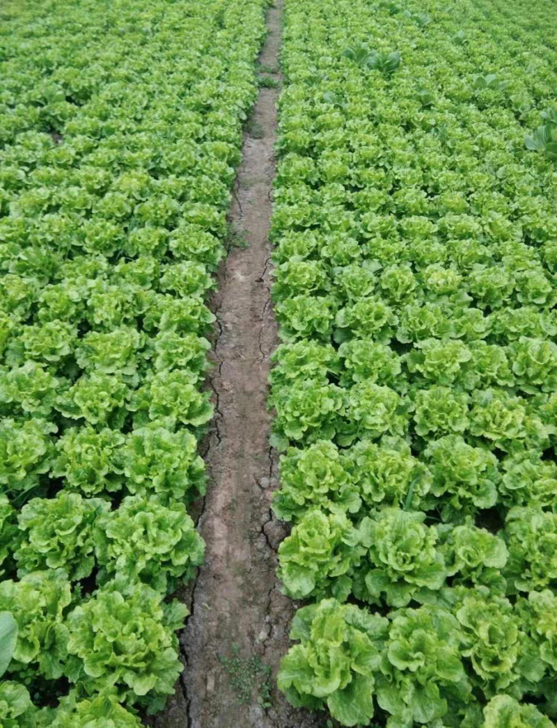 意大利生菜种子蔬菜种孑种籽半结球耐寒耐抽苔四季生菜种子