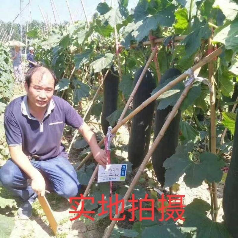 【手选杂交】黑皮冬瓜种子黑咖2号，早熟实心铁心基地专用