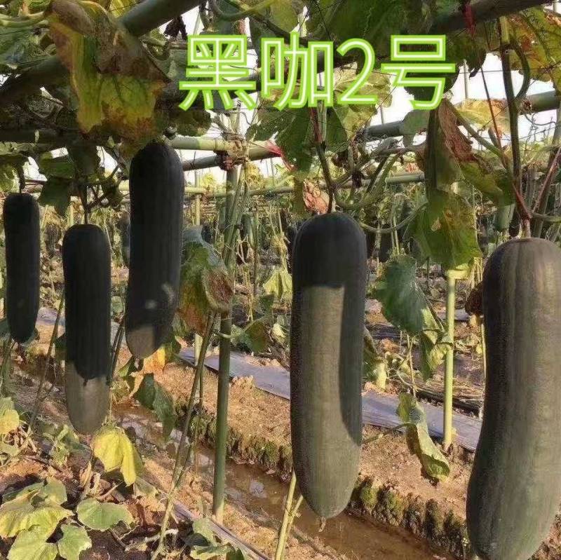 【手选杂交】黑皮冬瓜种子黑咖2号，早熟实心铁心基地专用