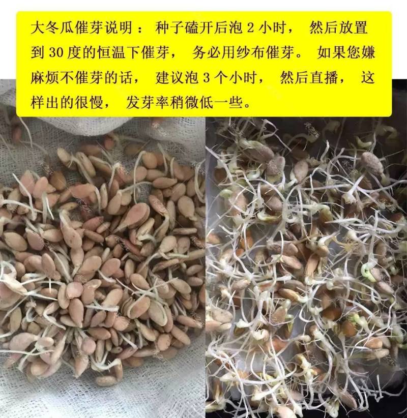 炮弹冬瓜种子广东黑皮冬瓜种籽特大巨型春秋蔬菜冬瓜种子