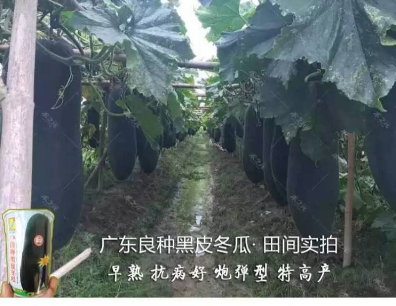 炮弹冬瓜种子广东黑皮冬瓜种籽特大巨型春秋蔬菜冬瓜种子