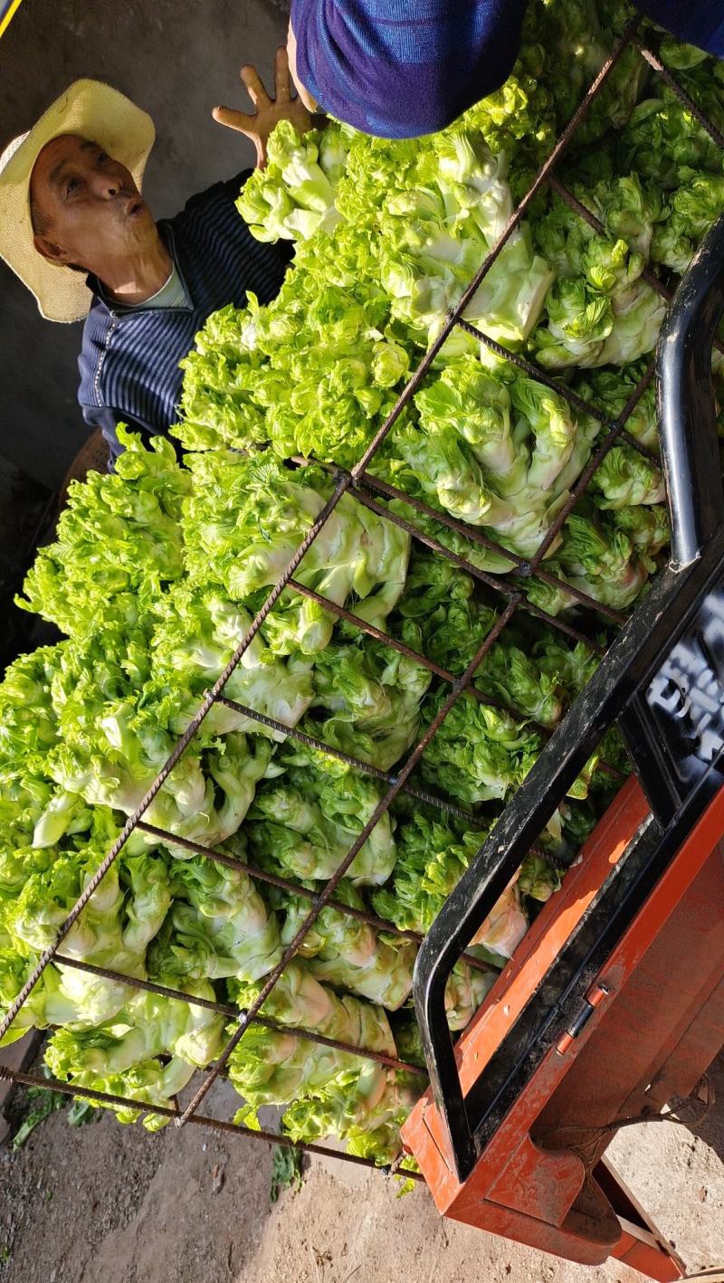 精品儿菜大量上市中（小心子）个头大质量好，欢迎订购！