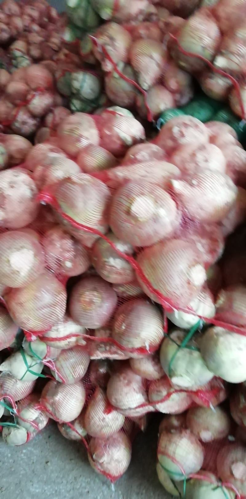 苤蓝，苤辣，大量供应，长期合作，诚信经营，欢迎考察