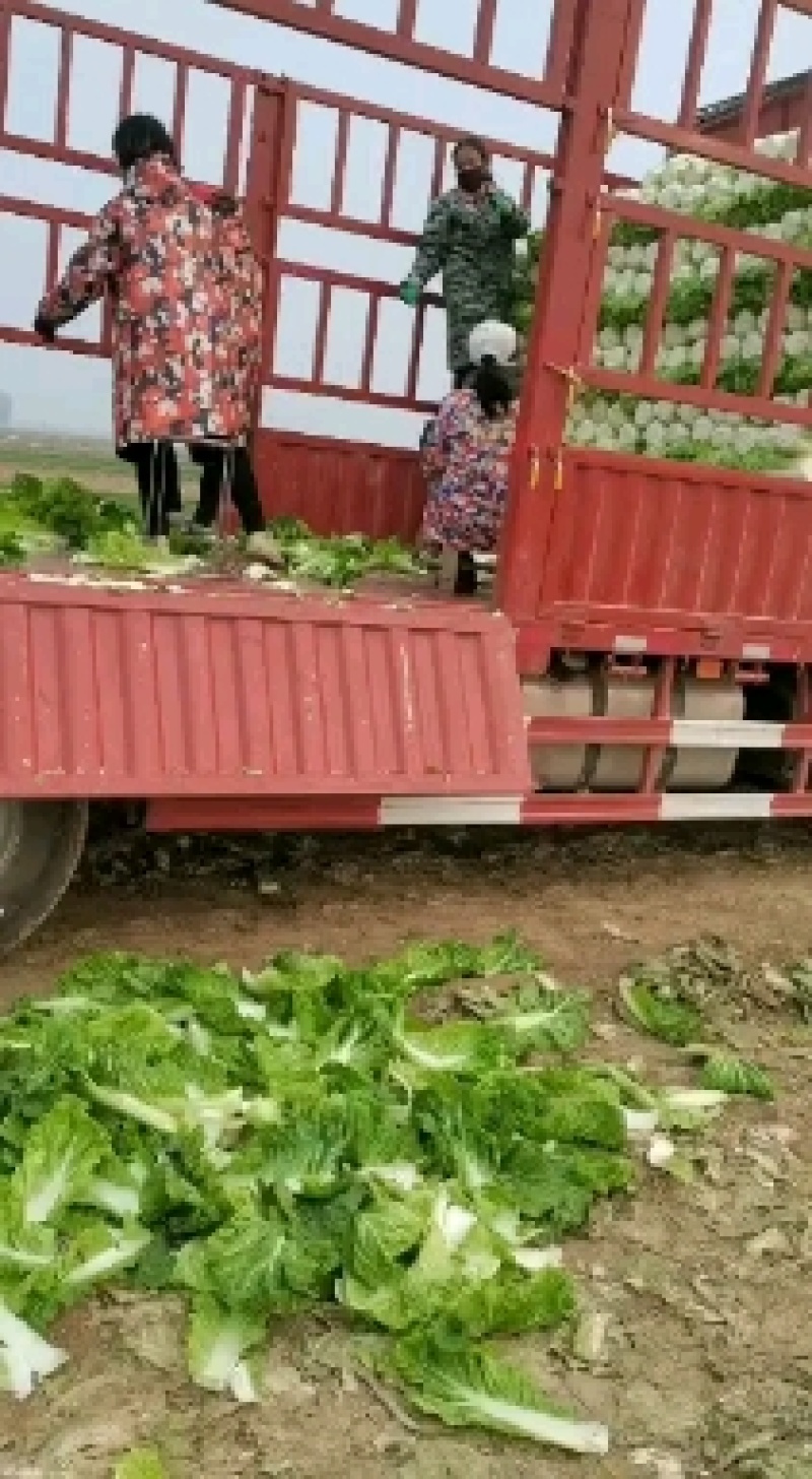 黄心大白菜大量现货产地直供外表绿，不烧心，不烧边产地直发