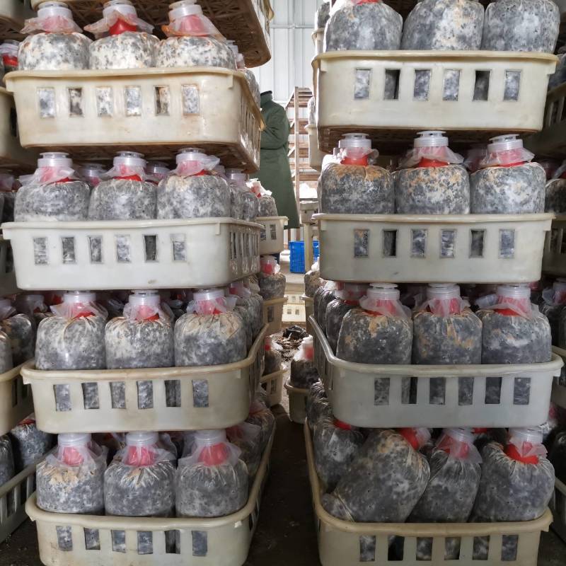 羊肚菌菌种，六妹系列，免费在线技术视频，5元每斤
