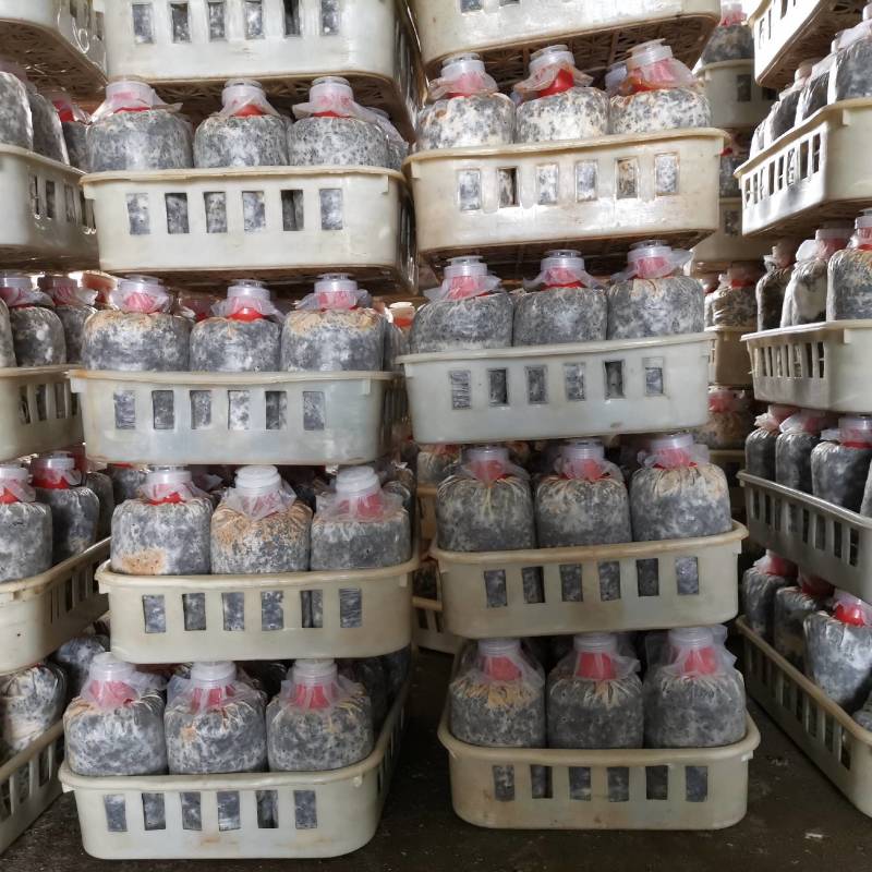 羊肚菌菌种，六妹系列，免费在线技术视频，5元每斤