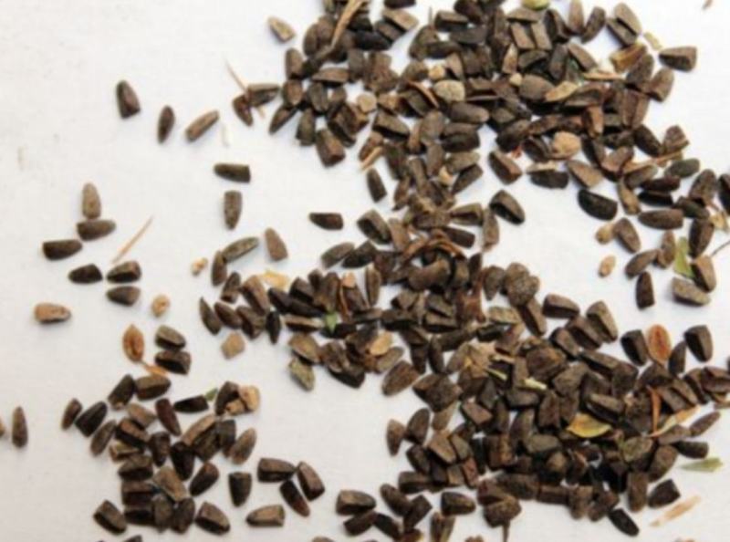 振兴药材批发供应茺蔚子产地山东茺蔚子产地价