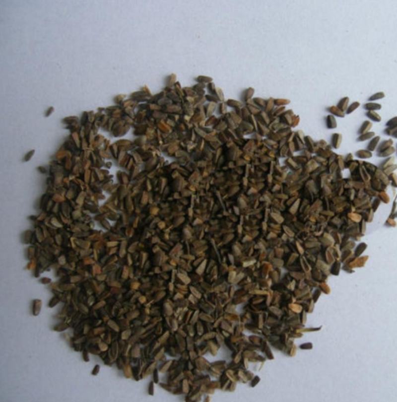 振兴药材批发供应茺蔚子产地山东茺蔚子产地价