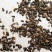 振兴药材批发供应茺蔚子产地山东茺蔚子产地价